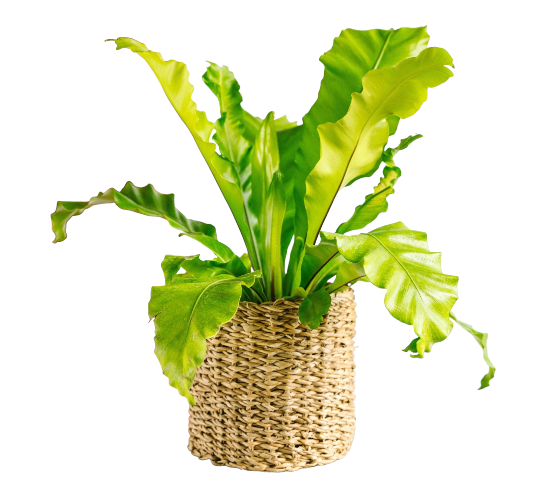 Fougère Asplenium Nidus 40cm - Plante d'intérieur- La Green Touch