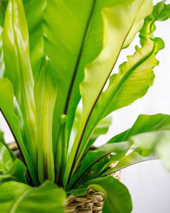 Fougère Asplenium Nidus 40cm - Plante d'intérieur- La Green Touch - Image 3