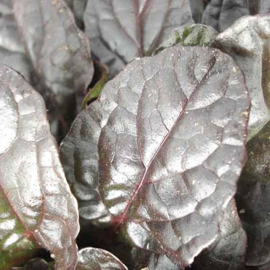 Bugle rampante - Ajuga reptans Atropurpurea Petites Racines nues