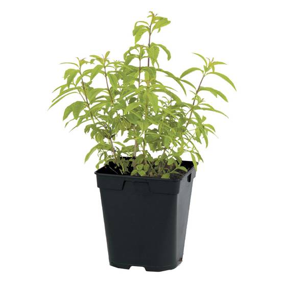 Plant de verveine citronnelle pot de 1litre - Image 1