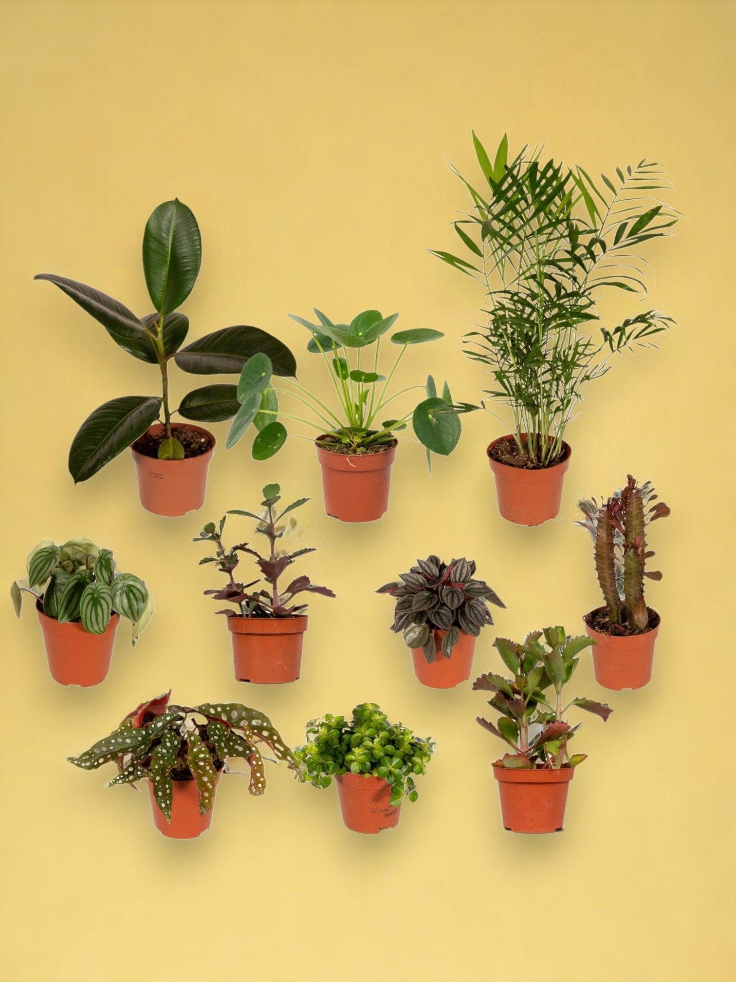 La Green Touch - Box de 10 plantes surprises 30cm - Plante d'intérieur- La Green Touch - Image 3