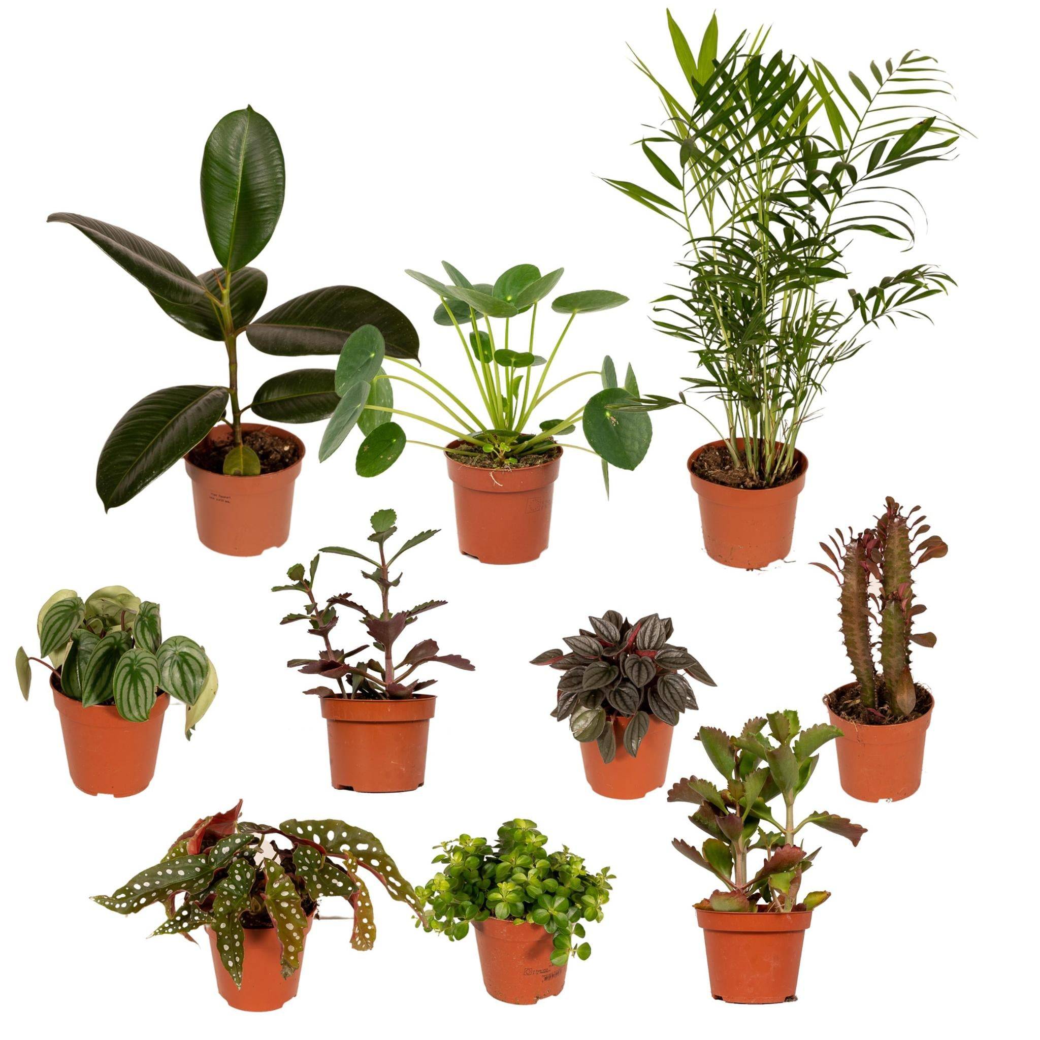 Box de 10 plantes surprises 30cm - Plante d'intérieur- La Green Touch - Image 1