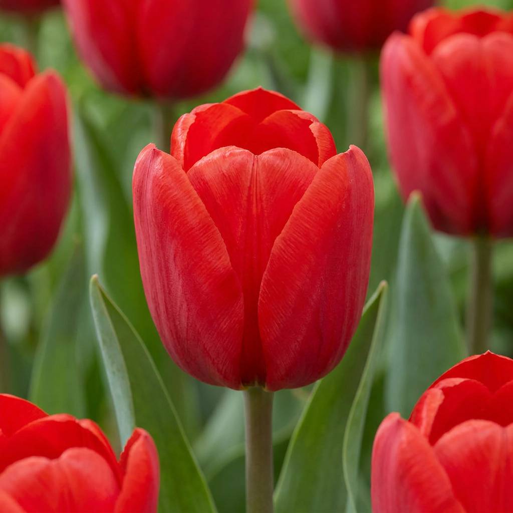 La Green Touch - Tulipe triomphe rouge - 15 bulbes - calibre 11/12 - Image 1