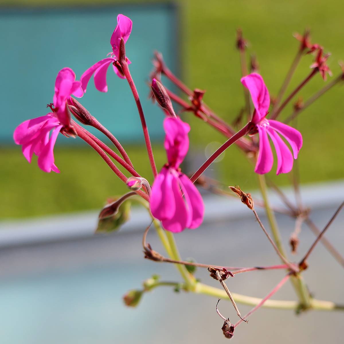 Pelargonium reniforme - Géranium botanique Godet de 8/9 cm