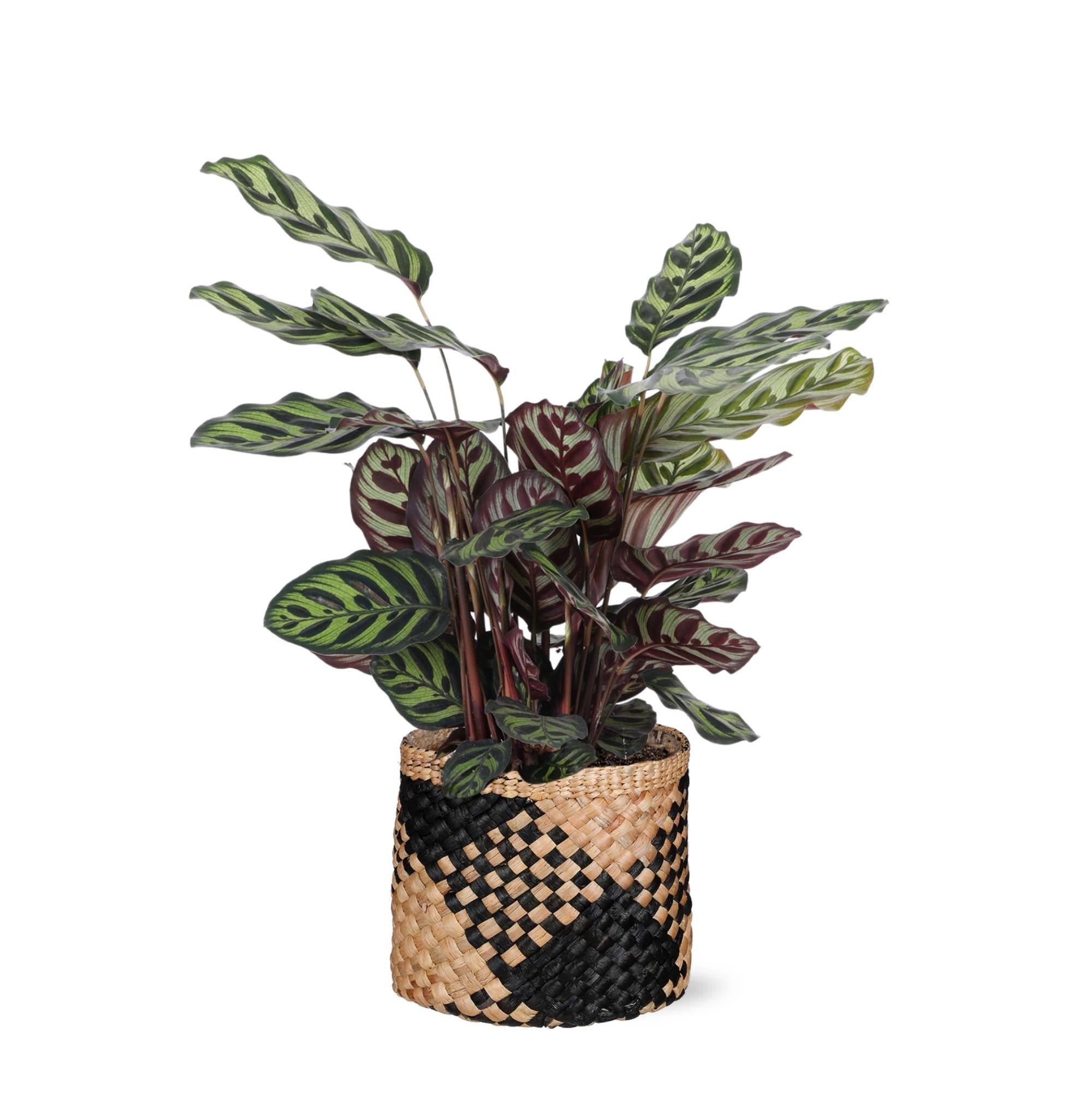 Calathea Makoyana et son pot- La Green Touch Panier naturel Noir - Hauteur 70cm