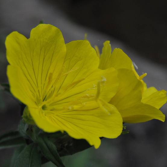 Promesse de Fleurs - Oenothera tetragona - Onagre tétragone Godet de 8/9 cm