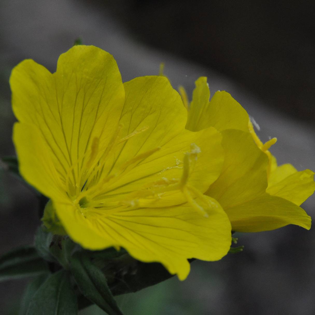 Promesse de Fleurs - Oenothera tetragona - Onagre tétragone Godet de 8/9 cm