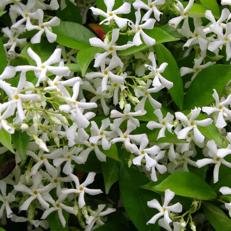 Jasmin étoilé, Jasmin persistant blanc, Trachelospermum à fleurs Blanche - feuillage Persistant - Godet - 5/20 cm-  hauteur à maturité De 3,00 m à 5,0 - Image 1