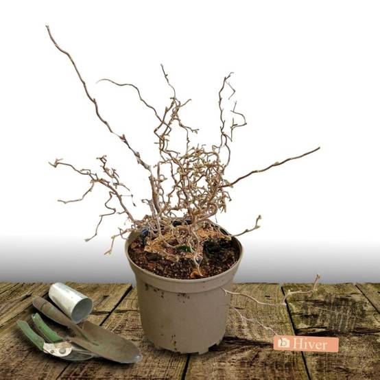 Noisetier tortueux, Corylus à fleurs Jaune - feuillage Caduc - Pot de 7,5L - 60/80 cm- hauteur à maturité De 3,00 m à 5,00 m - Image 2