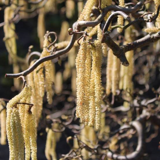 Noisetier tortueux, Corylus à fleurs Jaune - feuillage Caduc - Pot de 7,5L - 60/80 cm- hauteur à maturité De 3,00 m à 5,00 m - Image 1