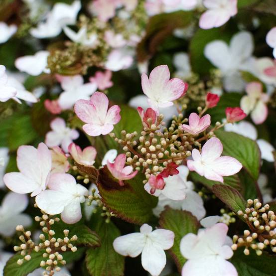 Promesse de Fleurs - Viorne - Viburnum plicatum Pinkawai Pot de 3L/4L