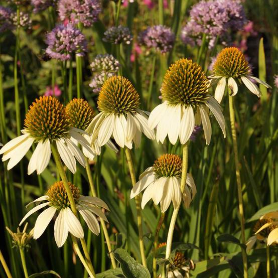 Echinacea purpurea Mellow Yellows - Echinacée Godet de 8/9 cm
