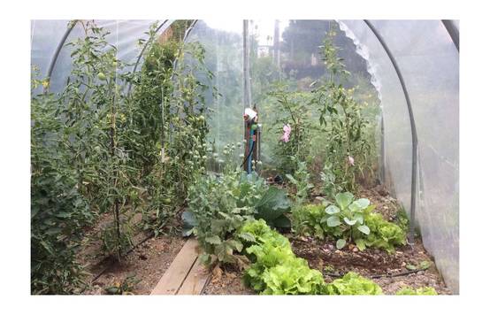 Serre tunnel de jardin - 36m² - 3 x 12 m - pieds arrondis - polyéthylène haute densité - 2 portes pivotantes - LES SERRES TONNEAU - Image 9