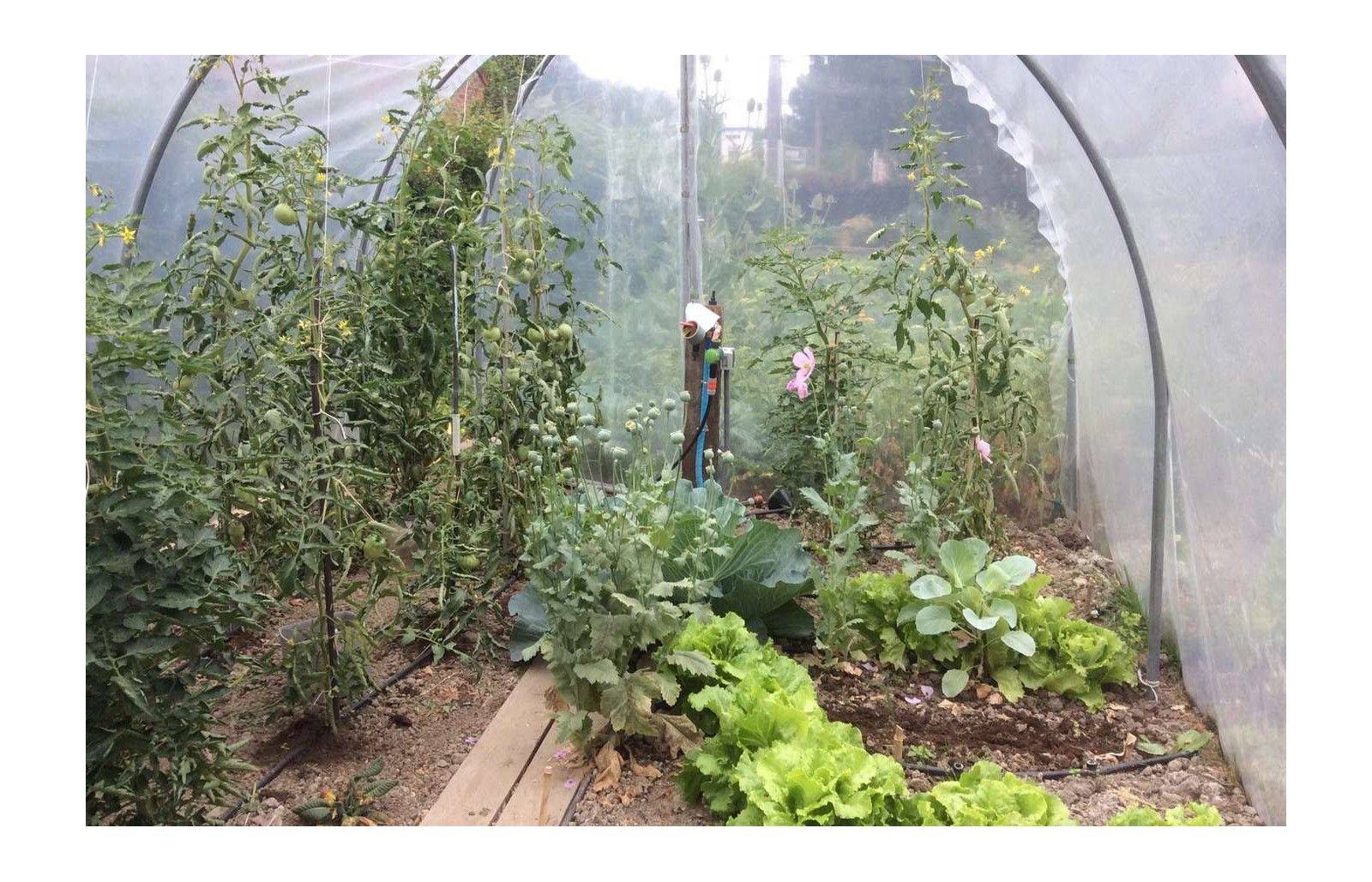 Serre tunnel de jardin - 36m² - 3 x 12 m - pieds arrondis - polyéthylène haute densité - 2 portes pivotantes - LES SERRES TONNEAU - Image 9