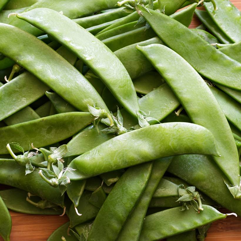 Pois à rames Héraut mangetout - Pisum sativum le sachet de 250-300 graines environ (100g)