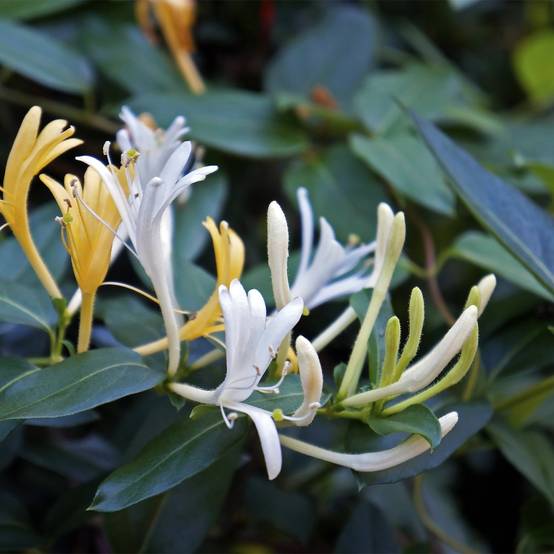 Chèvrefeuille du Japon - Lonicera japonica Dart's Acumen Godet de 8/9 cm - Image 1