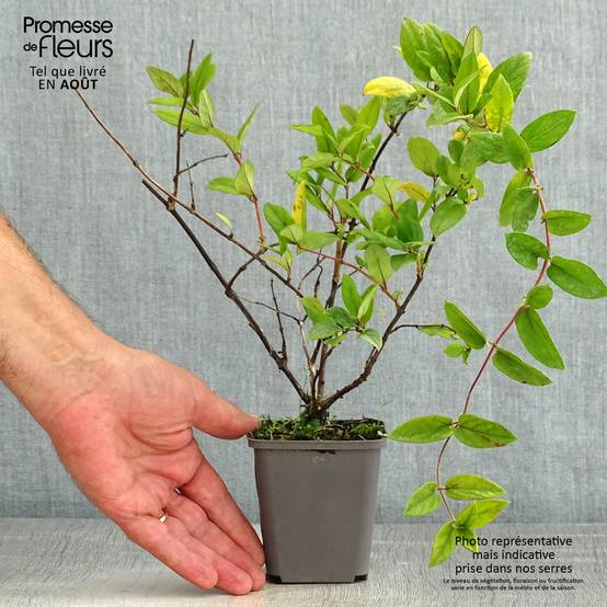 Chèvrefeuille du Japon - Lonicera japonica Dart's Acumen Godet de 8/9 cm - Image 2