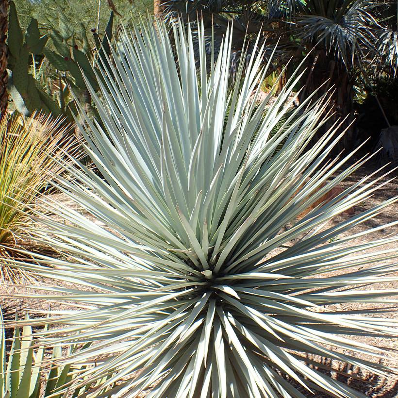 Yucca rigida Blue Sentry - Yucca sentinelle bleue Pot de 3L/4L