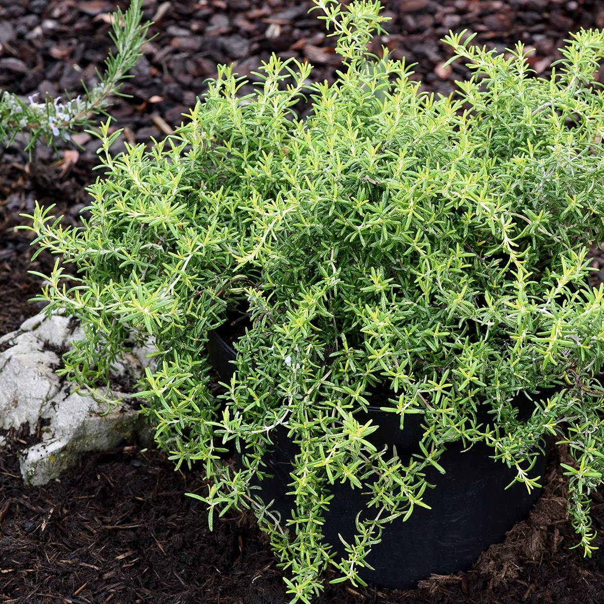 Promesse de Fleurs - Romarin rampant - Rosmarinus officinalis Capri Pot de 2L/3L