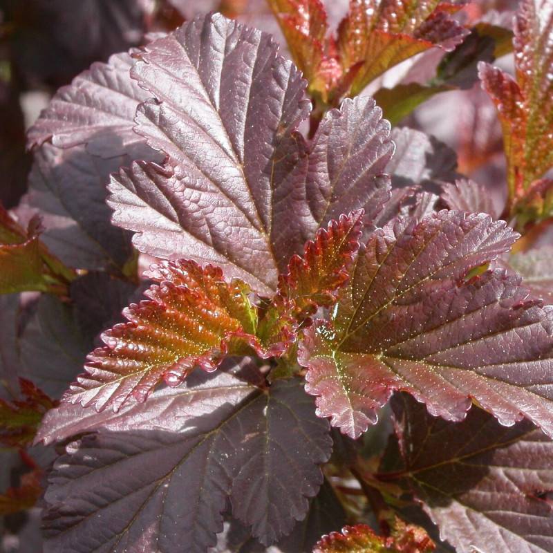 Physocarpus Diabolo®, Physocarpe à fleurs Blanche - feuillage Caduc - Pot de 4L - 40/60 cm- hauteur à maturité De 2,50 m à 3,00 m - Image 1