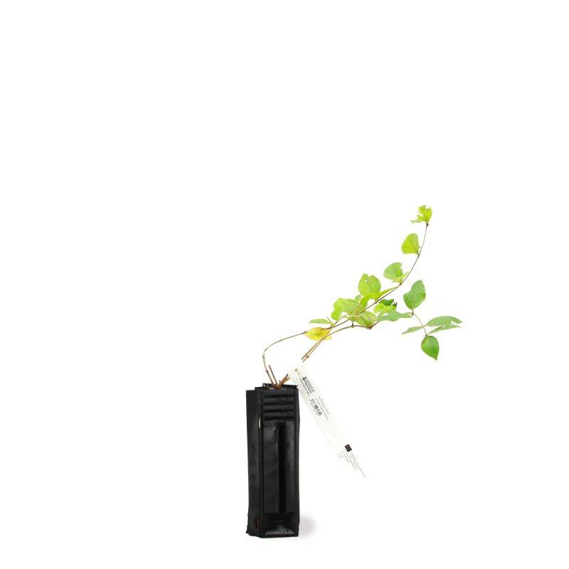 Chèvrefeuille d'hiver (Lonicera fragantissima) - Godet - Taille 13/25cm - Pépinières Naudet - Image 2