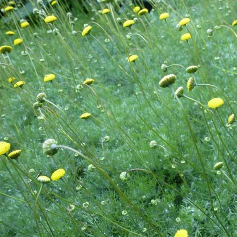 Cotula hispida - Leptinella Pot de 2L/3L