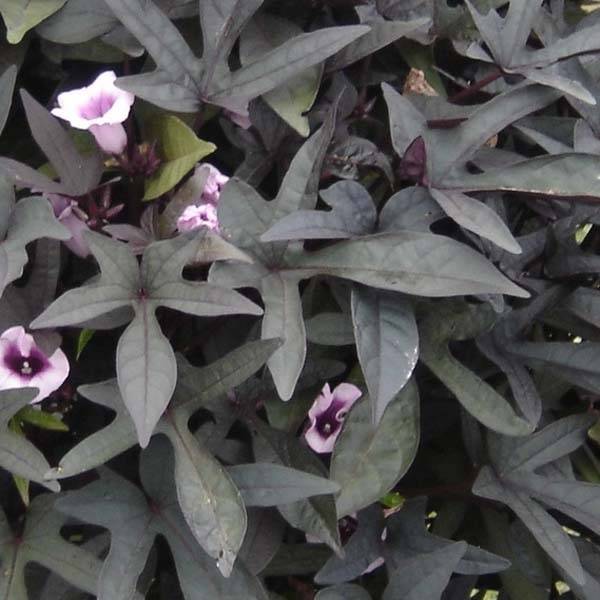 Ipomée Sweet Caroline Purple Mini-motte Ø 3/4 cm, Livré en plant de 5 à 10 cm de hauteur (par 3)