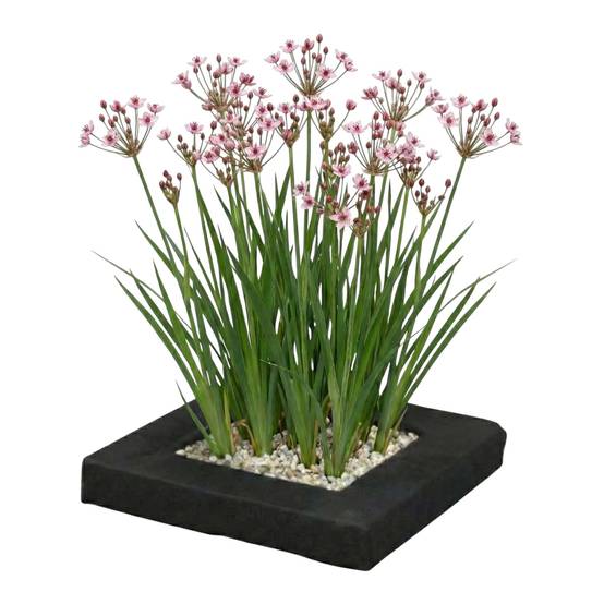 0 - Île Flottante avec Butome - 4 Plantes Aquatiques Rustiques - Image 1