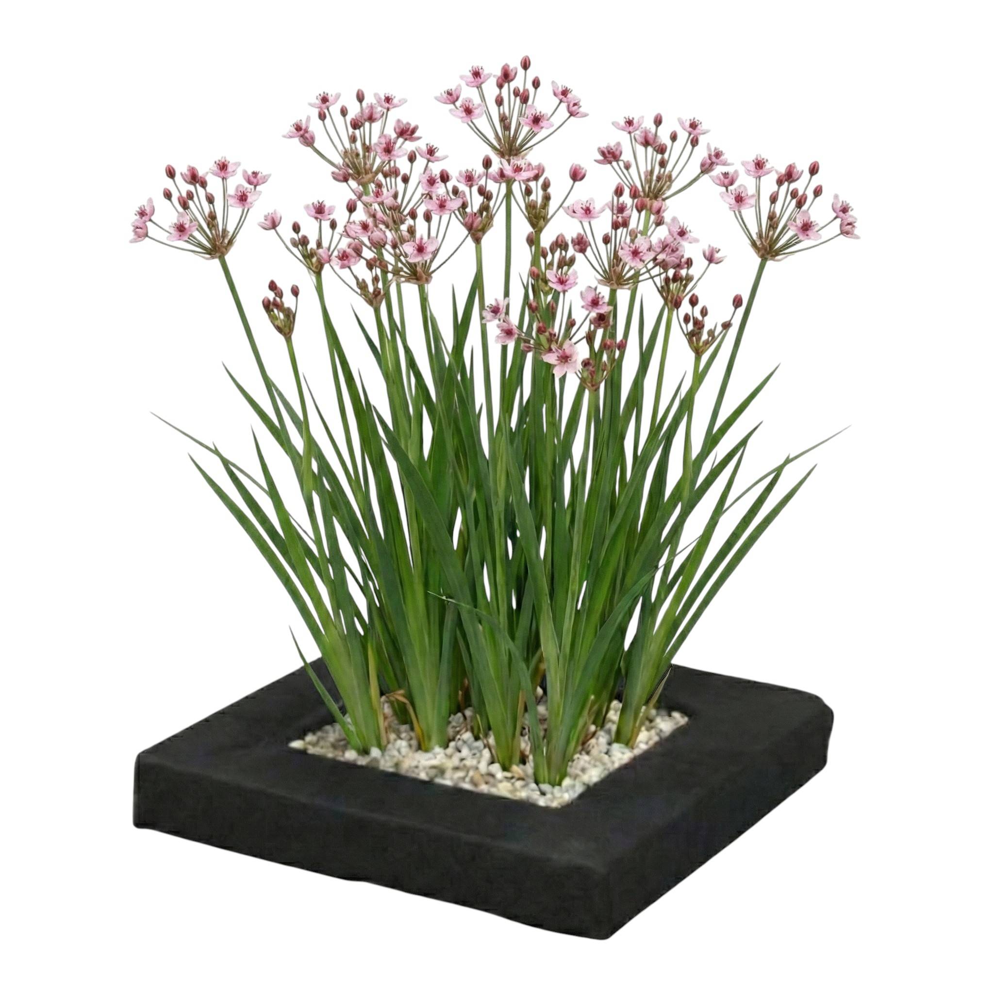 0 - Île Flottante avec Butome - 4 Plantes Aquatiques Rustiques