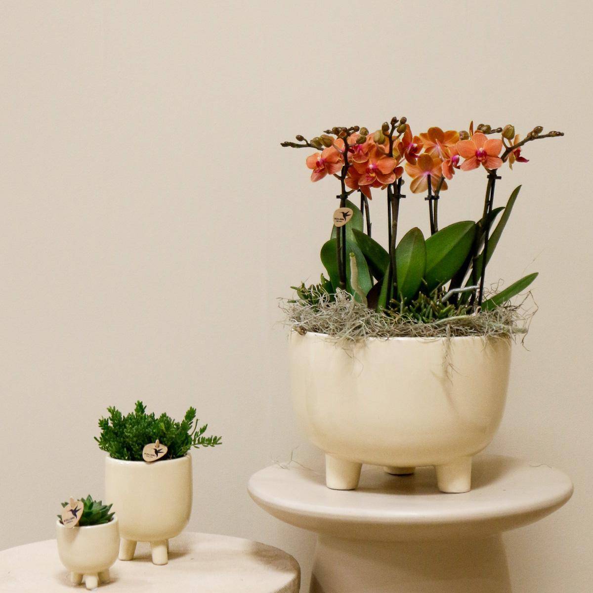 La Green Touch - Orchidées Orange en Bol avec Rhipsalis et Réservoir d'eau- La Green Touch - Image 2