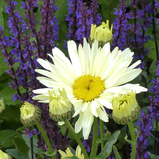 Leucanthemum Banana Cream - Grande marguerite Godet de 7/8 cm