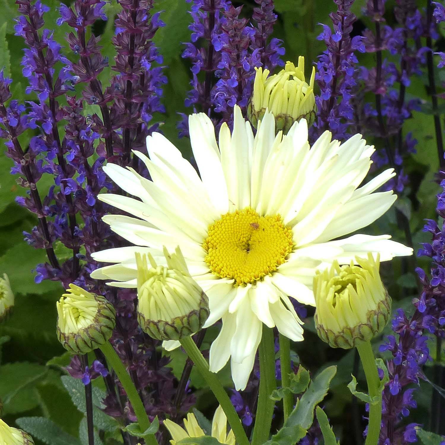 Leucanthemum Banana Cream - Grande marguerite Godet de 7/8 cm