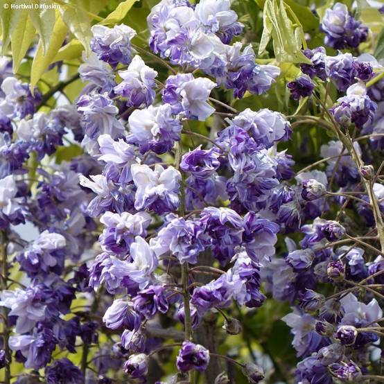 Glycine Grande Diva Cecilia - Wisteria (x) venusta Godet de 8/9 cm, Plant greffé