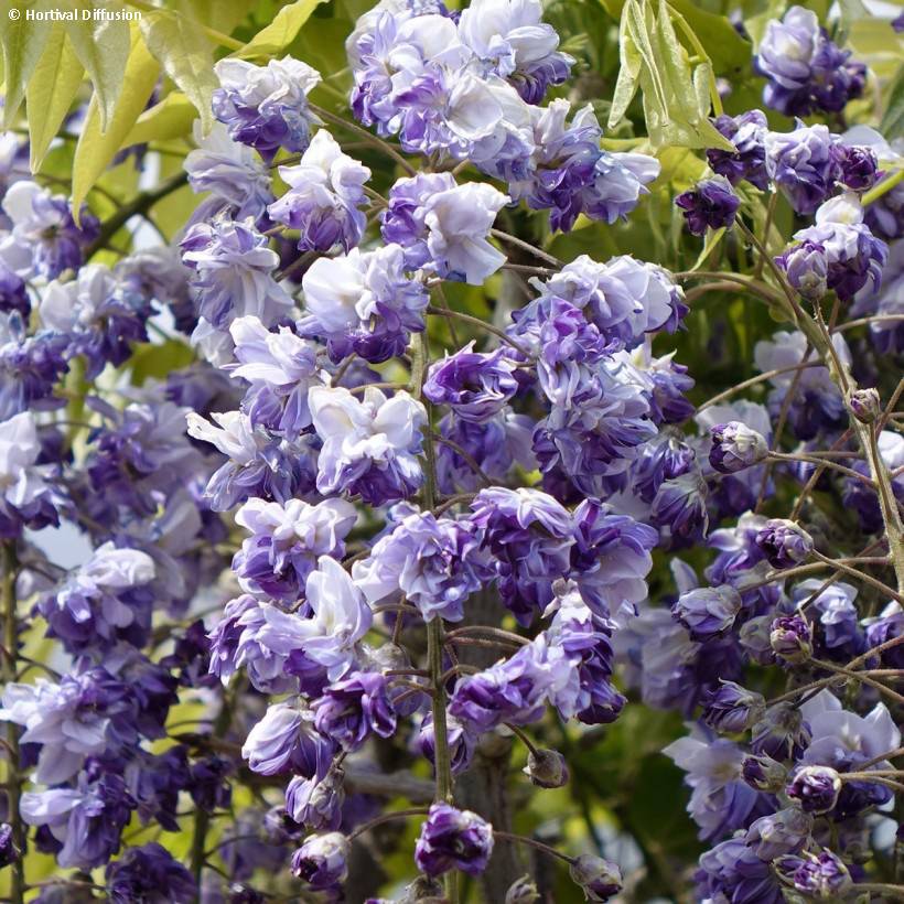 Glycine Grande Diva Cecilia - Wisteria (x) venusta  Godet de 8/9 cm, Plant greffé