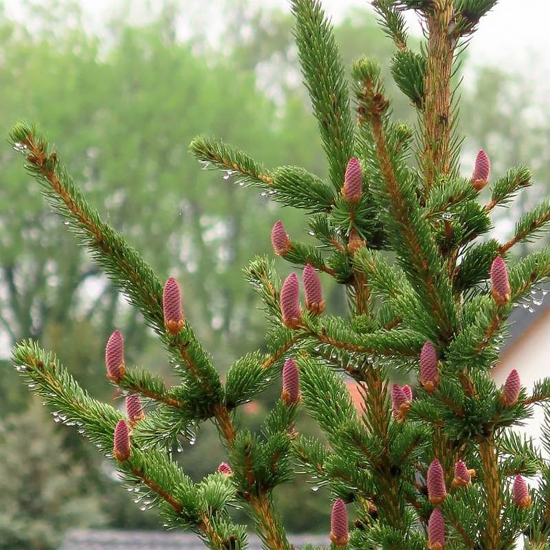 Promesse de Fleurs - Sapin bleu, Epicéa du Colorado - Picea pungens Lucky Strike Pot de 3L/4L - Image 1
