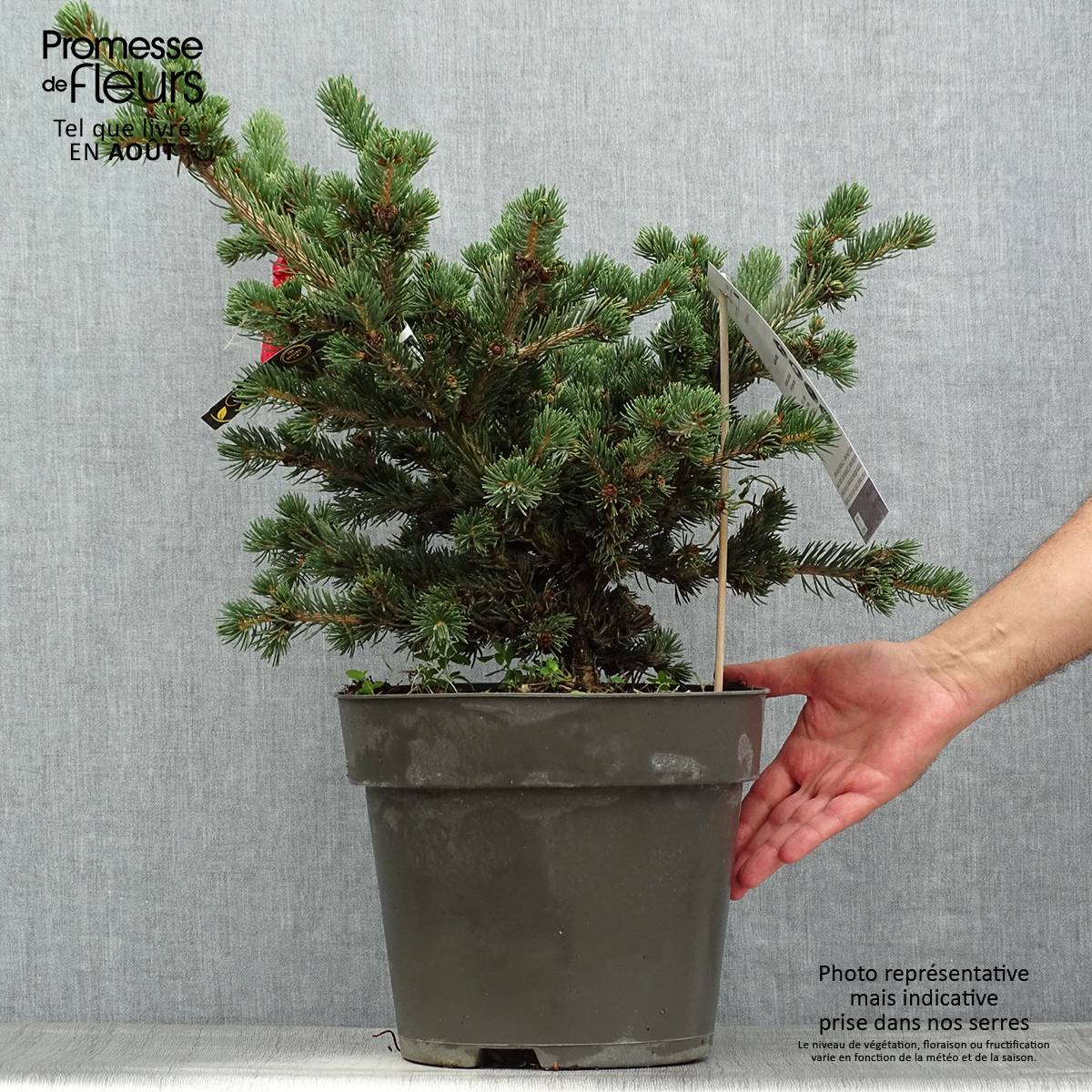 Promesse de Fleurs - Sapin bleu, Epicéa du Colorado - Picea pungens Lucky Strike Pot de 3L/4L - Image 2