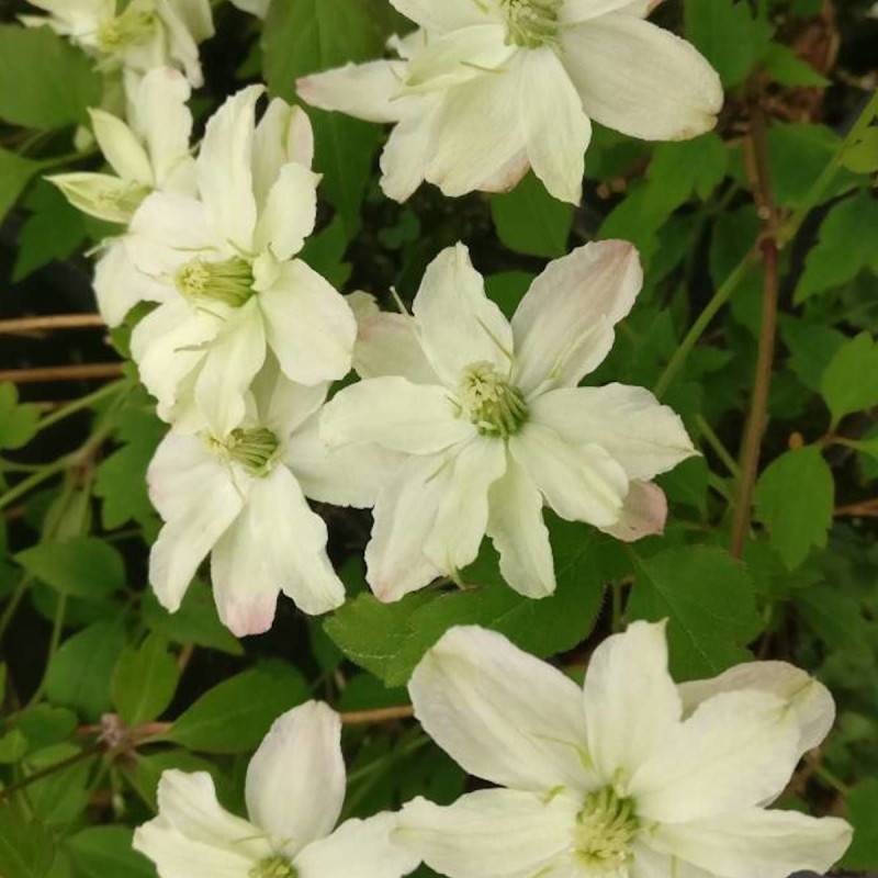 Clématite montana Starlet® White Perfume 'fpdw2009' à fleurs Blanche - feuillage Caduc - Pot de 1,5L - Tuteur bambou 30/60 cm-  hauteur à maturité De - Image 6