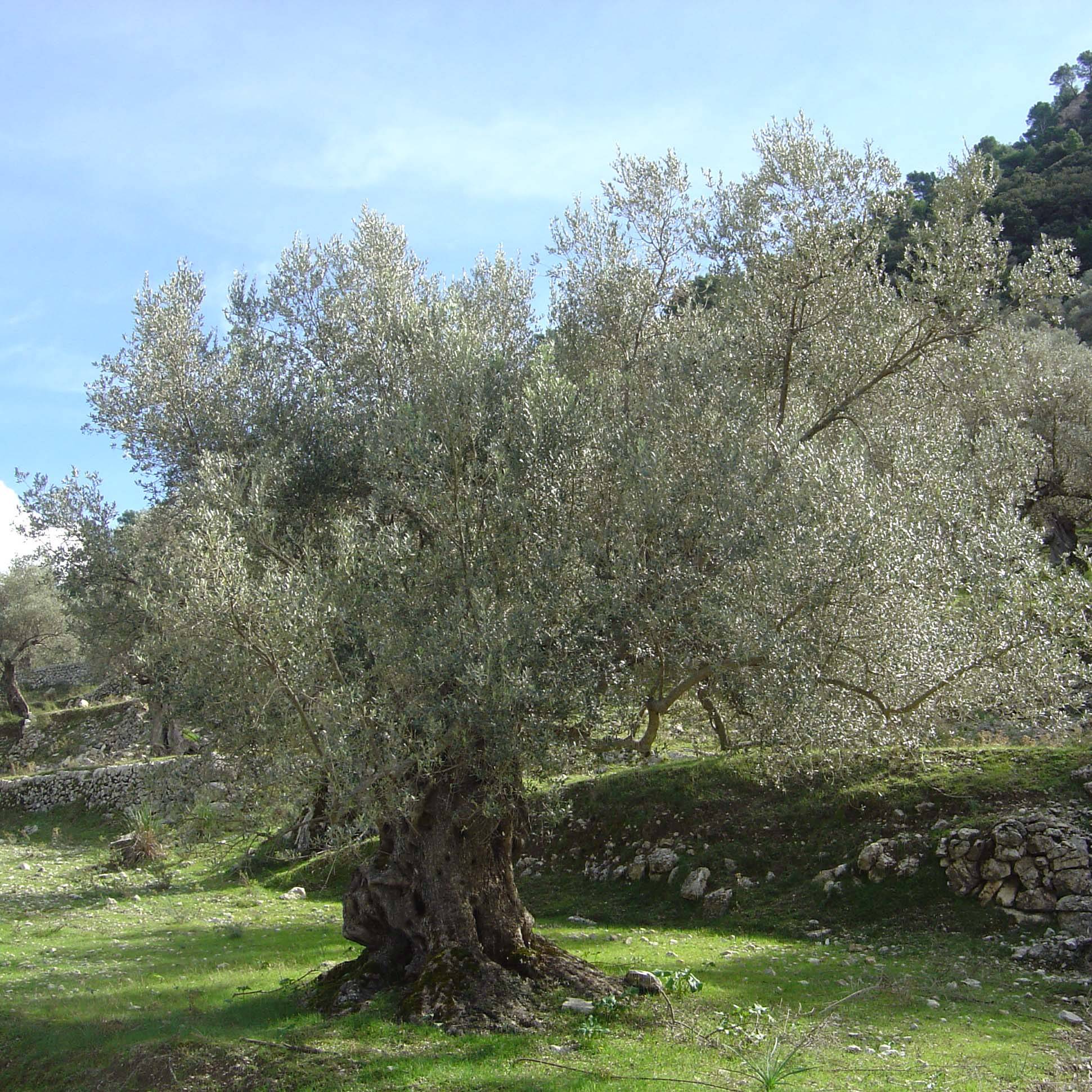 Olivier sur tige - Olea europaea Pot de 7,5L/10L, Demi-Tige, 1/2 de tige - Image 1