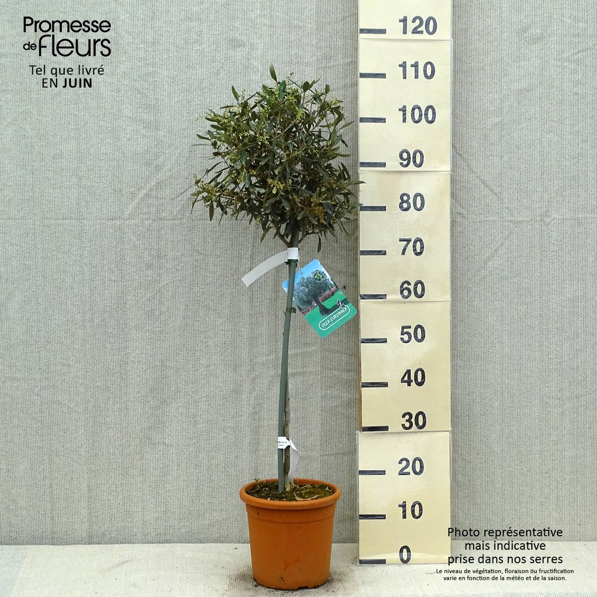 Olivier sur tige - Olea europaea Pot de 7,5L/10L, Demi-Tige, 1/2 de tige - Image 2