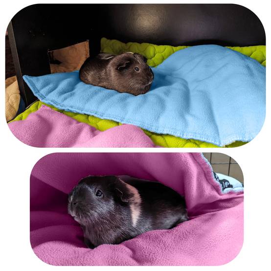 Tapis pour Cochon d'inde et Lapin en Polaire - 140 x 70 cm - Polaire Absorbant, Lavable en Machine, Economique et Ecologique - Neo Solvo - Image 5
