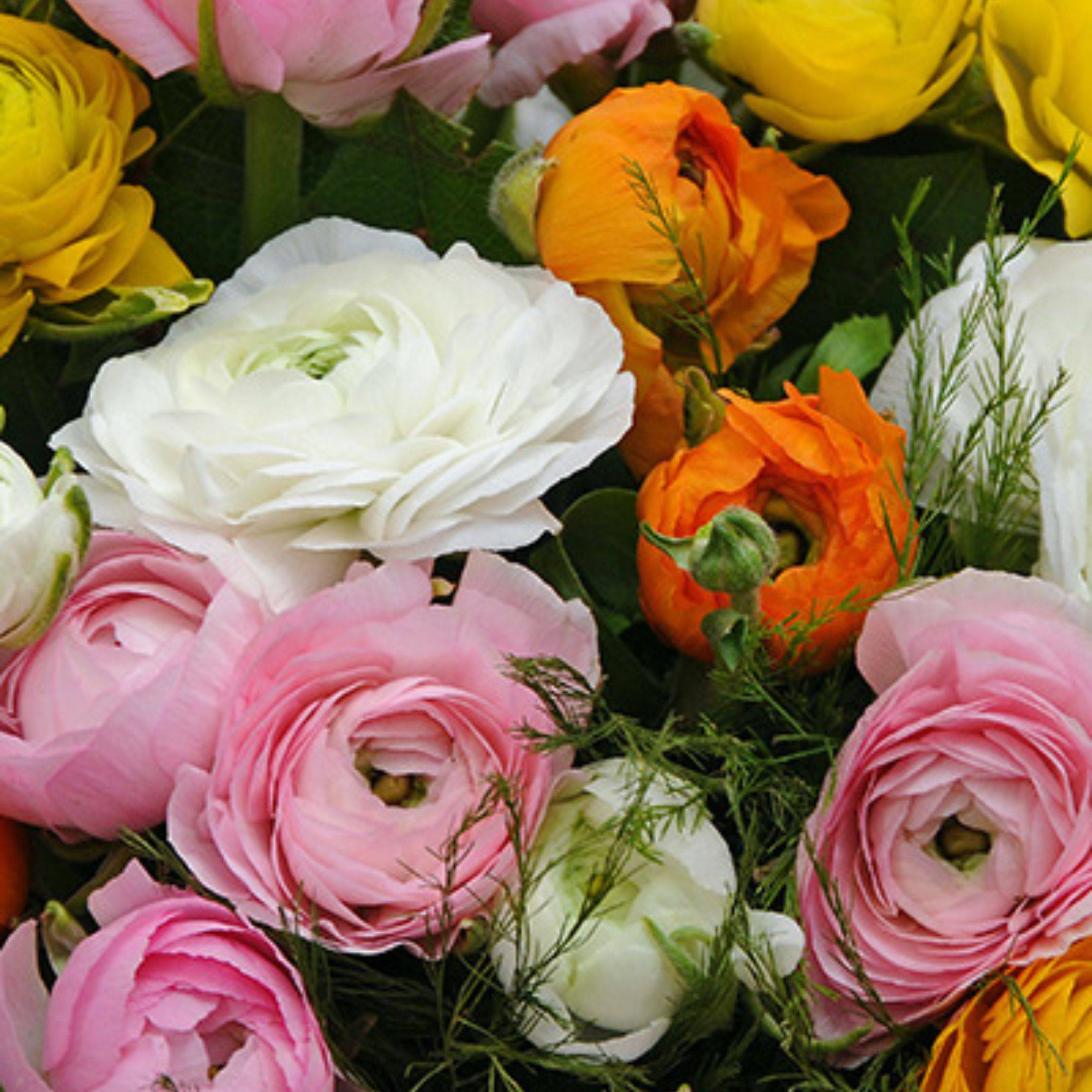 Renoncule - Set de 80 - Ranunculus - Bulbes à fleurs - Image 2