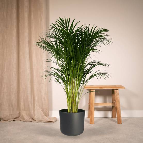 Dypsis Lutescens - D24 H120cm - Image 2
