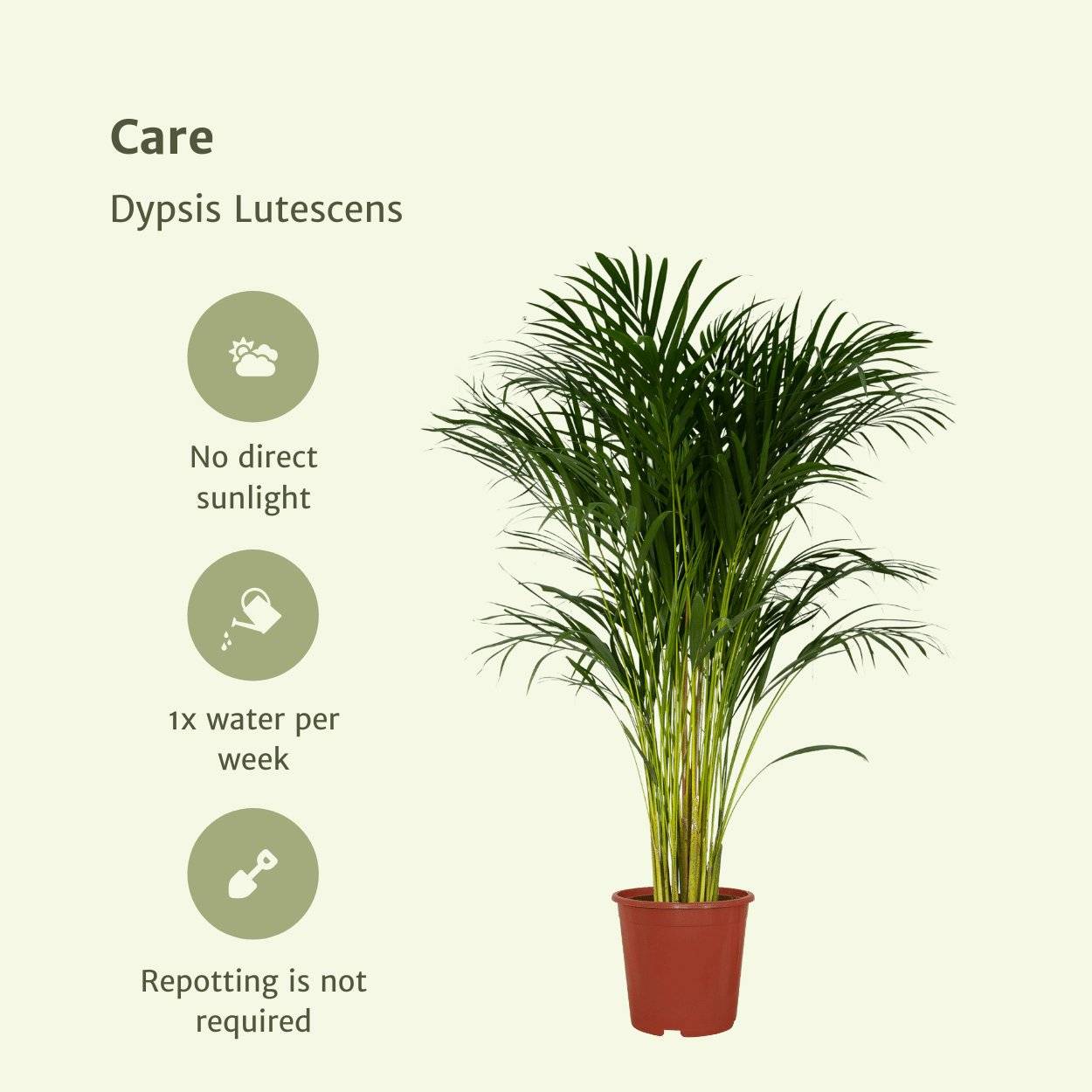 Dypsis Lutescens - D24 H120cm - Image 5