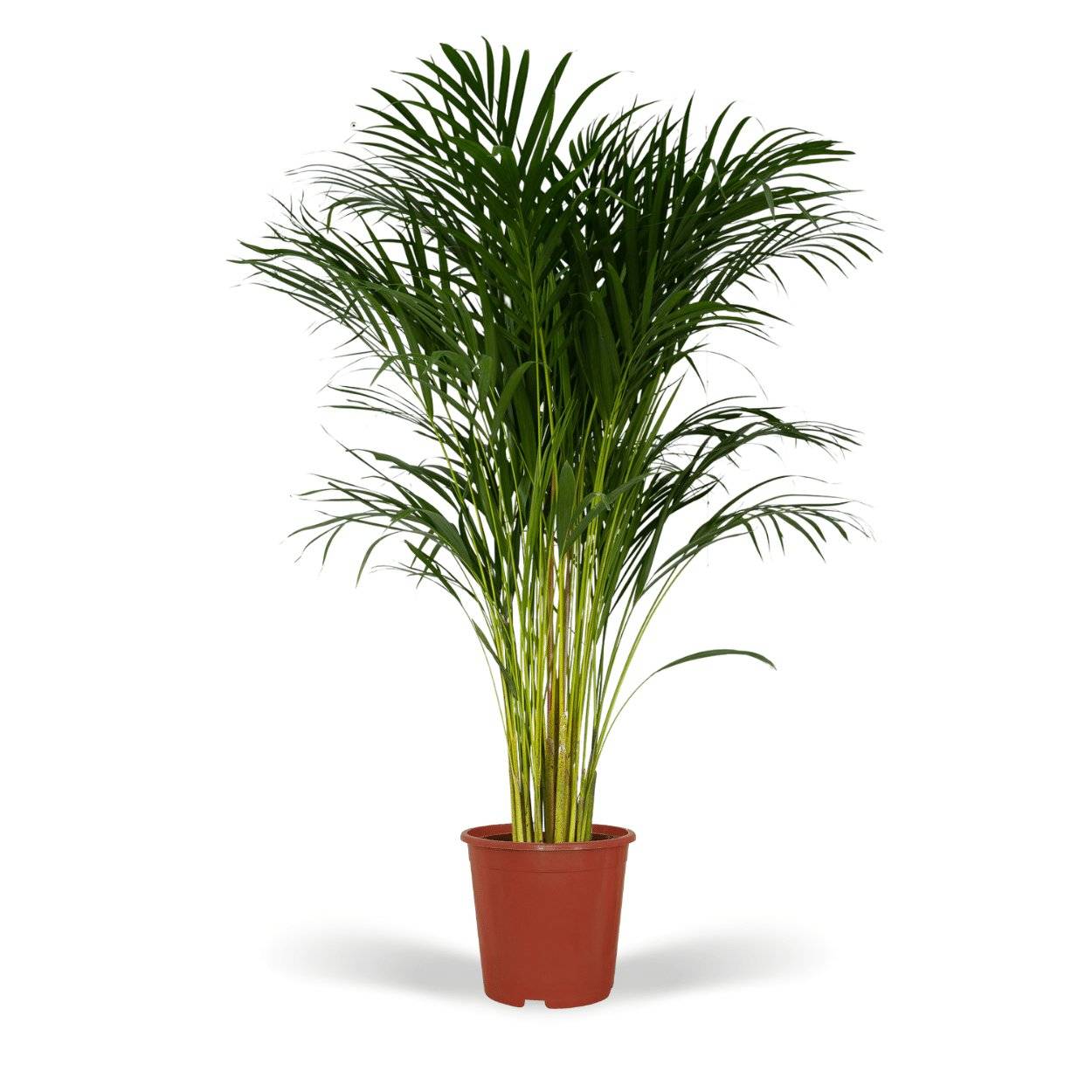 Dypsis Lutescens - D24 H120cm - Image 1