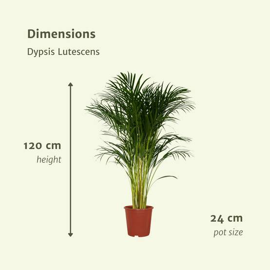 Dypsis Lutescens - D24 H120cm - Image 4