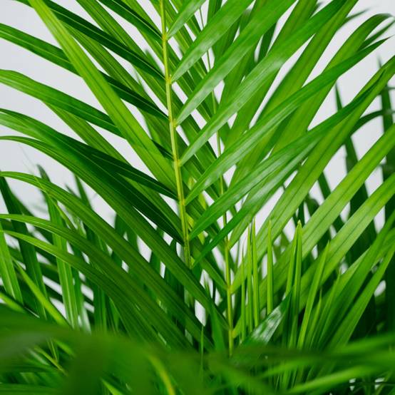 Dypsis Lutescens - D24 H120cm - Image 3