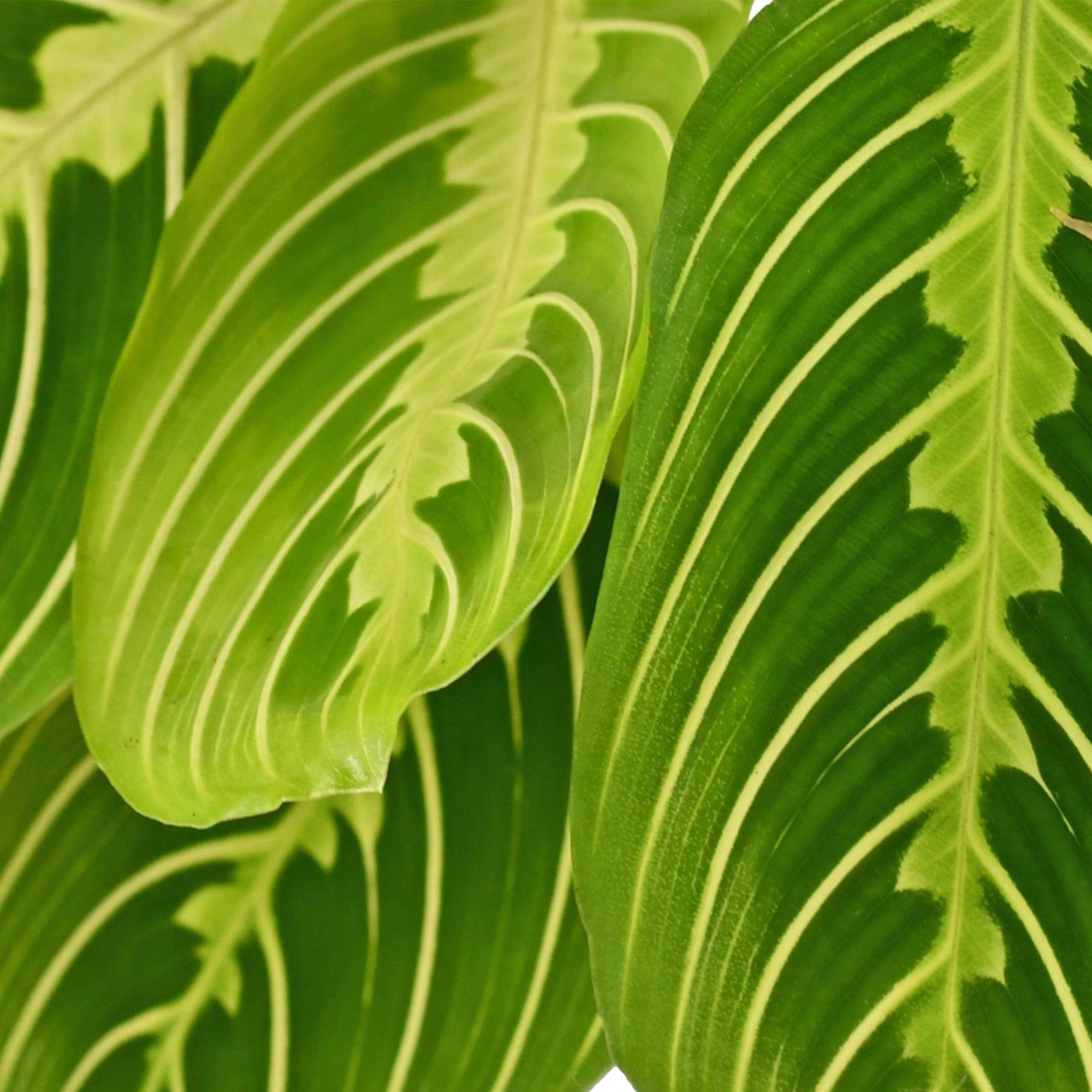 Maranta Fascinator Lemon Lime - Pet-friendly - Plante de prière - Pot de 12cm - Hauteur 25-35cm - 4 plantes - Blanc - Plantes d'intérieur - Image 5