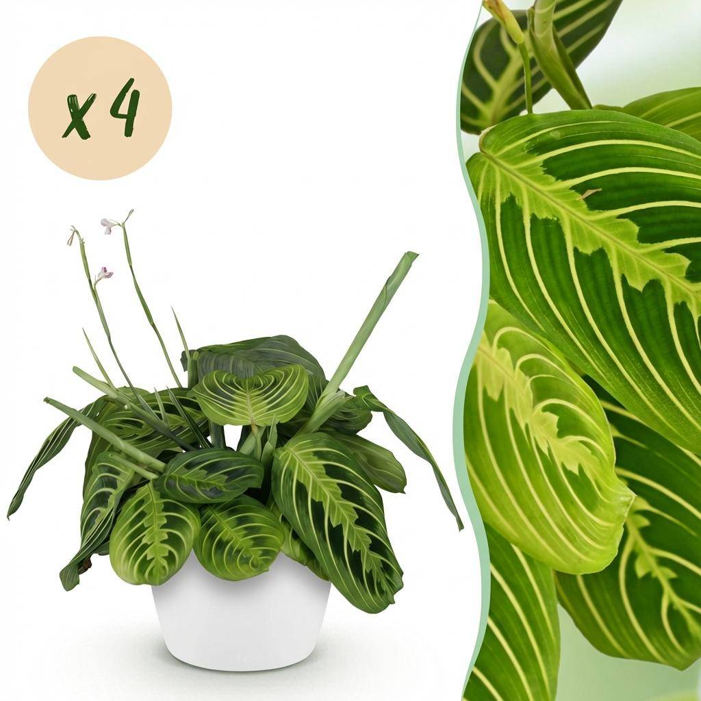 Maranta Fascinator Lemon Lime - Pet-friendly - Plante de prière - Pot de 12cm - Hauteur 25-35cm - 4 plantes - Blanc - Plantes d'intérieur - Image 1