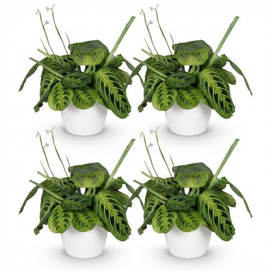 Maranta Fascinator Lemon Lime - Pet-friendly - Plante de prière - Pot de 12cm - Hauteur 25-35cm - 4 plantes - Blanc - Plantes d'intérieur - Image 2