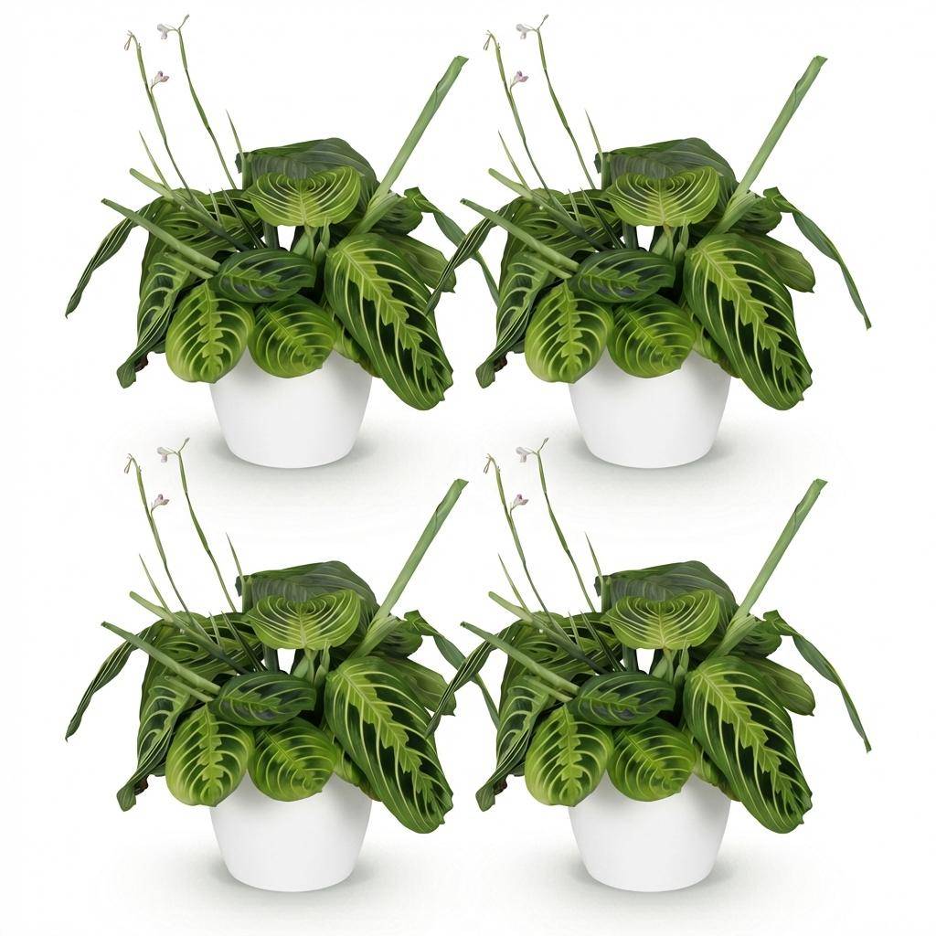 Maranta Fascinator Lemon Lime - Pet-friendly - Plante de prière - Pot de 12cm - Hauteur 25-35cm - 4 plantes - Blanc - Plantes d'intérieur - Image 2